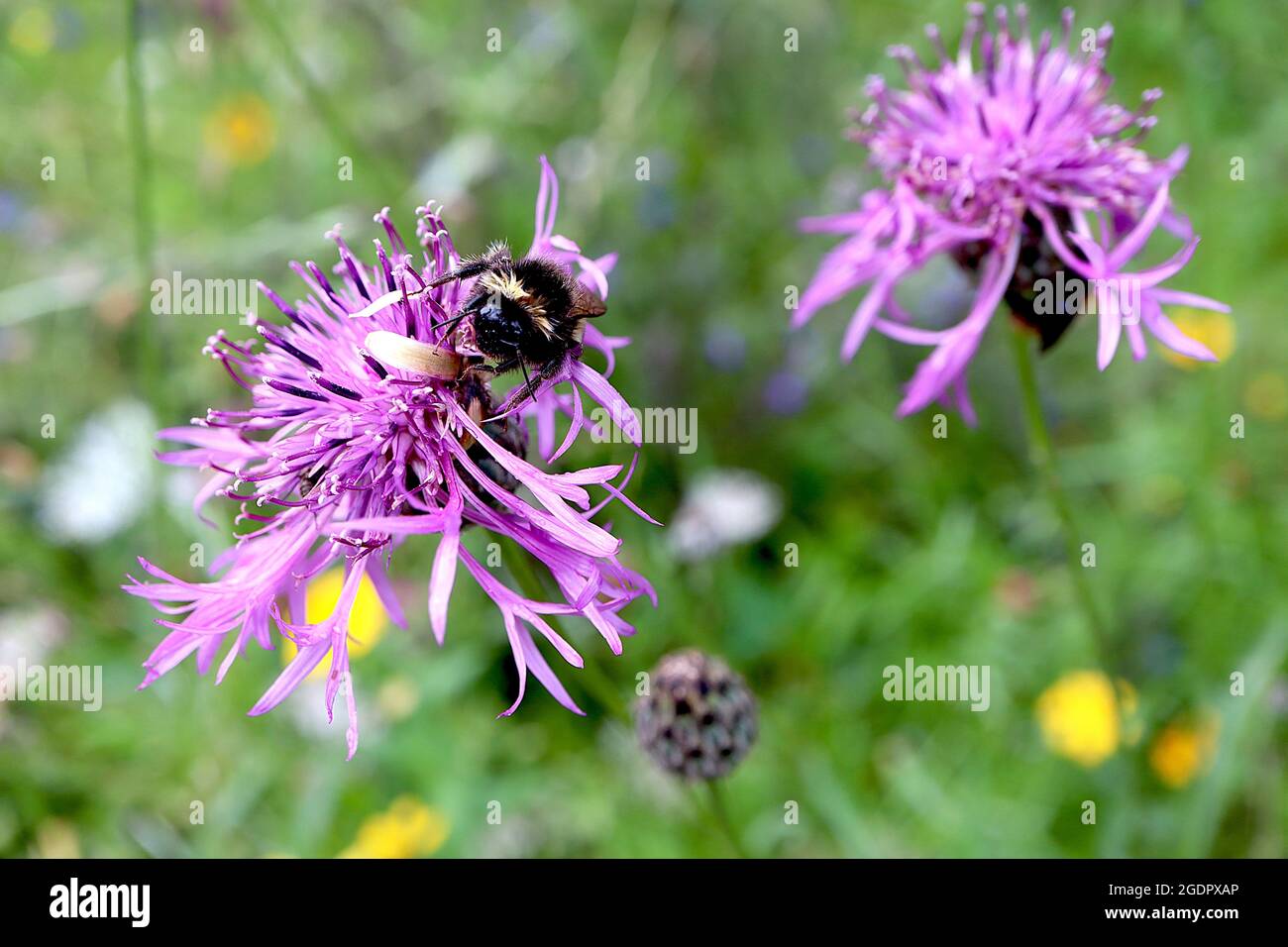 Centaurea scabiosa Greater Knipweed – großer Blütenkopfring aus violetten Blüten, Juli, England, Großbritannien Stockfoto