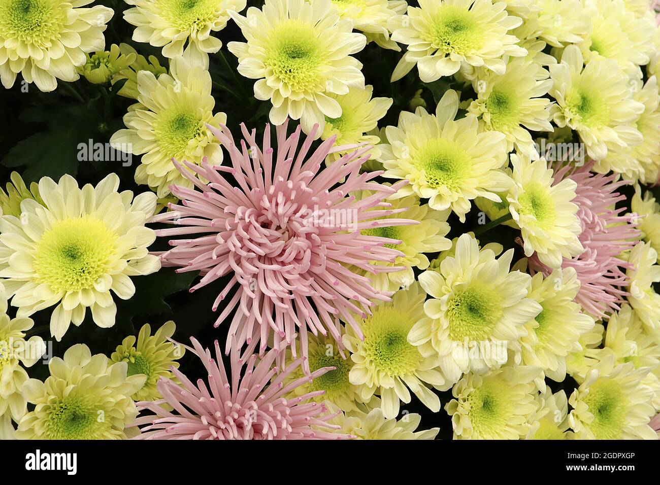 Chrysantheme ‘Skomer Pink’ staubige rosa Blüten mit röhrenförmigen, eingekerbten Blütenblättern, Chrysantheme ‘Swan Cream’ cremefarbene Blüten mit hellgelber, grüner Mitte Stockfoto