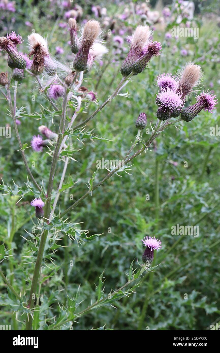 Cirsium arvense schleichende Distel – Krone aus röhrenförmigen Fliederblüten auf schlanken Hochblättern, Blätter mit stacheligen Rändern, hohe dicke Stämme, Juli, England, Großbritannien Stockfoto