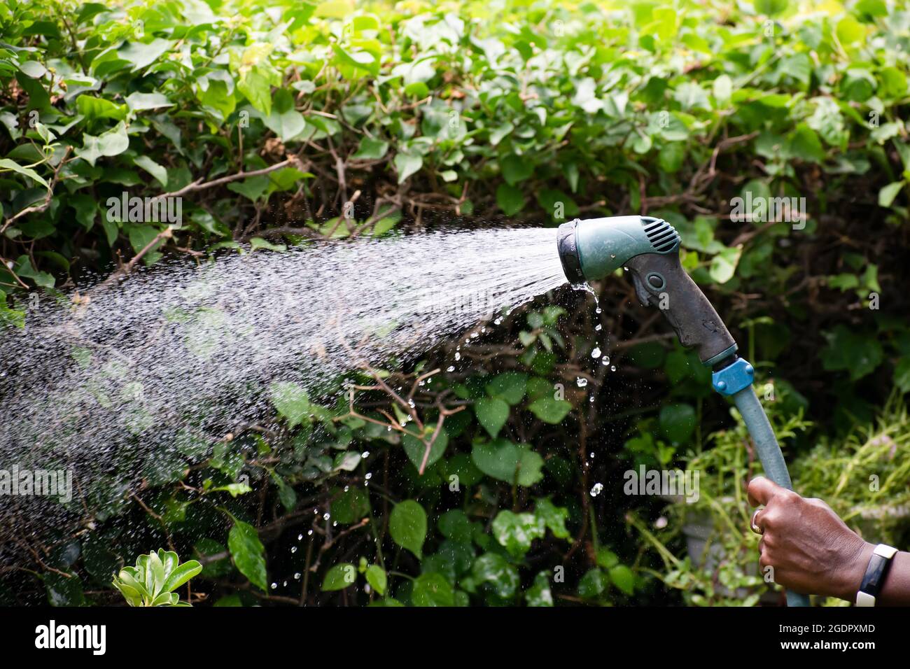 Eine Frauenhand, die einen Gartenschlauch hält und die Bougainvillea und andere Pflanzen mit grünen Blättern in einer Hecke wässert. Stockfoto