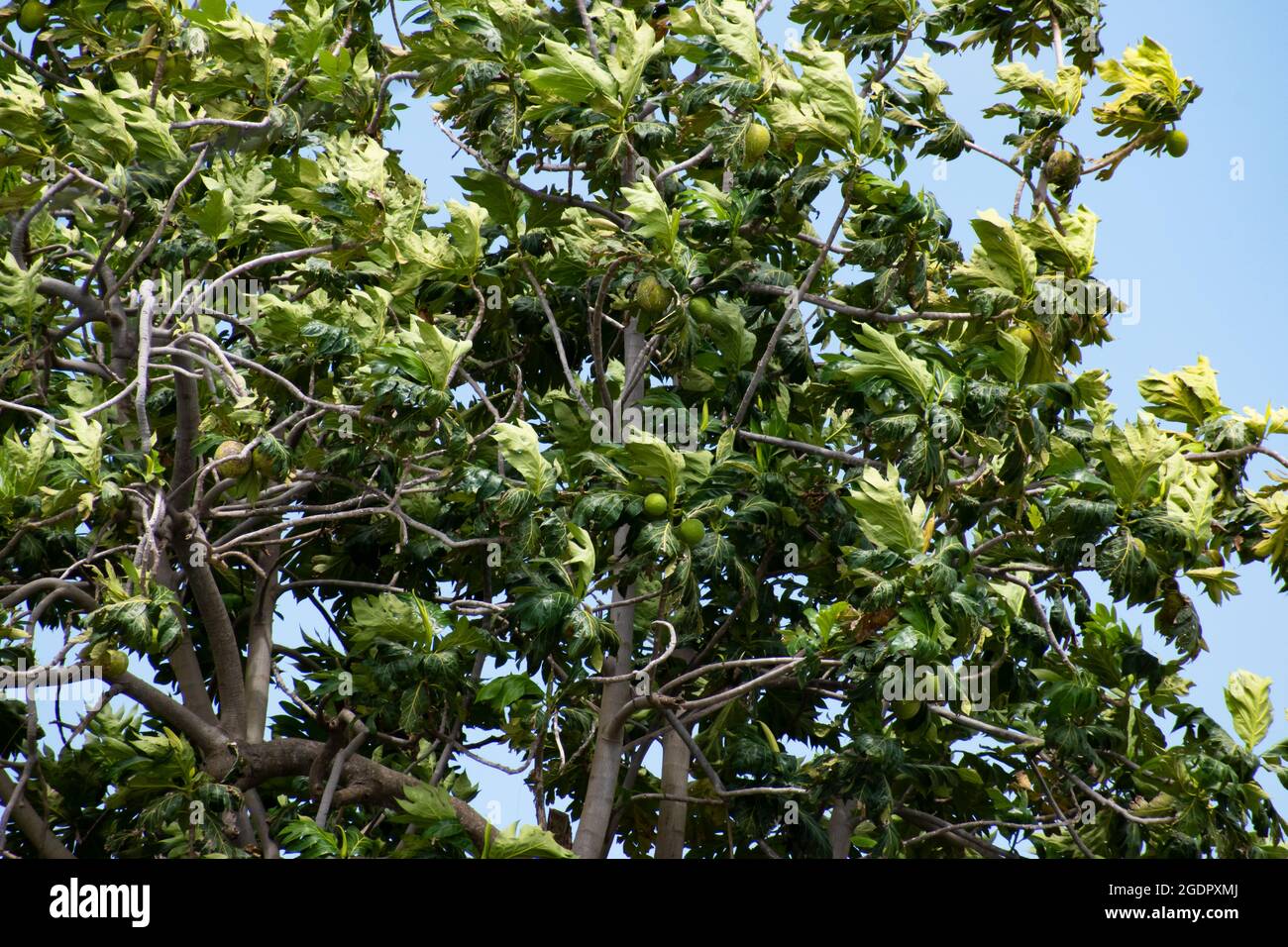 Ein Blick auf einen Brotfruchtbaum oder artocarpus altilis, der wächst, wenn die Blätter in den blauen Himmel blasen. Stockfoto