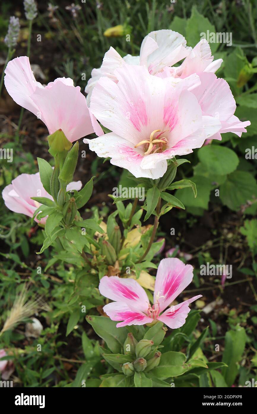 Clarkia amoena godetia – blassrosa Blüten mit dunkelrosa Striche und satiniertem Glanz, Juli, England, Großbritannien Stockfoto