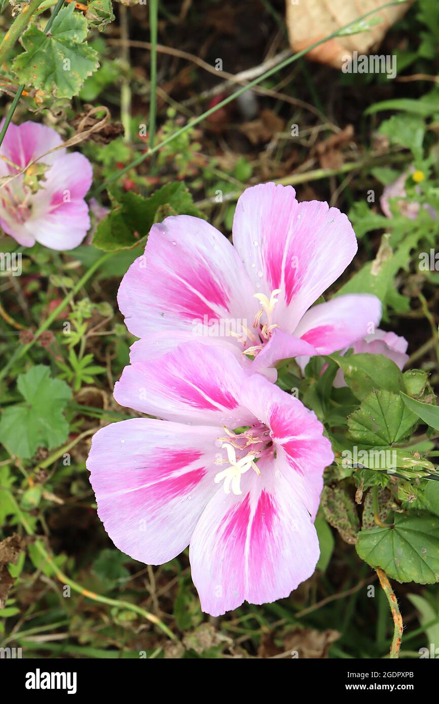 Clarkia amoena godetia – blassrosa Blüten mit dunkelrosa Striche und satiniertem Glanz, Juli, England, Großbritannien Stockfoto