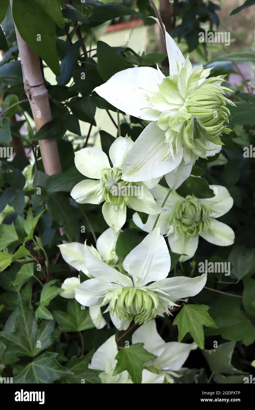 Clematis florida 'Alba Plena' Rosetten-ähnliche weiße Blüten mit hellgrünen  inneren Blütenblättern, Juli, England, Großbritannien Stockfotografie -  Alamy