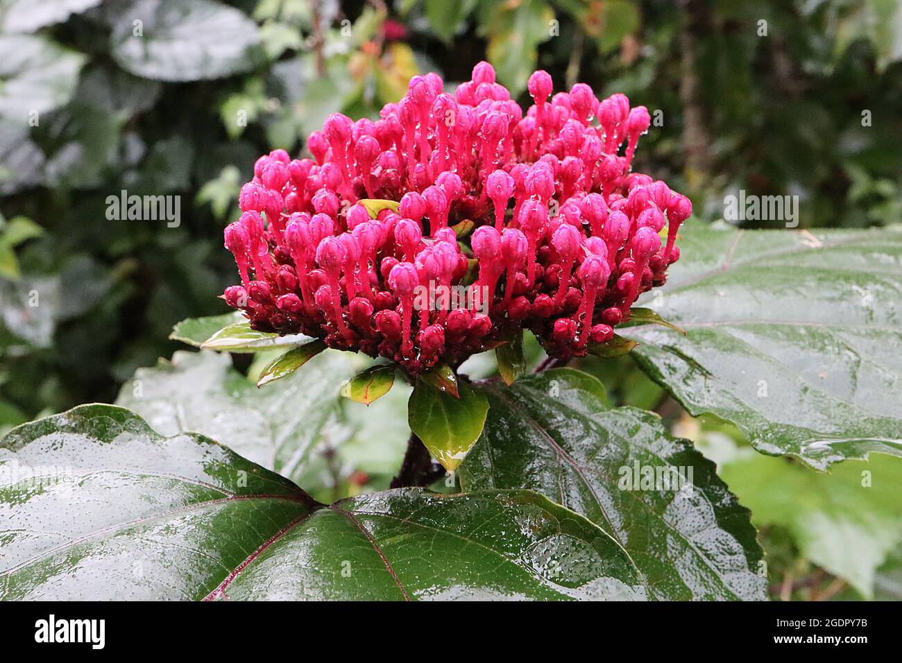 Clerodendrum bungei BLÜTENKNOSPEN Rose Glory Bower – aufrechte Trauben von purpurroten Blütenknospen auf großen, breiten, eiigen, dunkelgrünen Blättern, Juli, Großbritannien Stockfoto