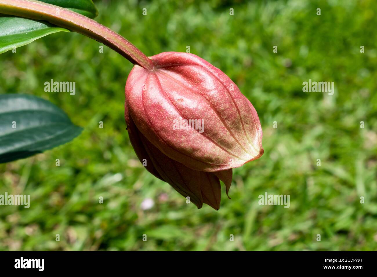 Medinilla Pflanze mit schnen hngenden rosa Blten Stockfotografie - Alamy
