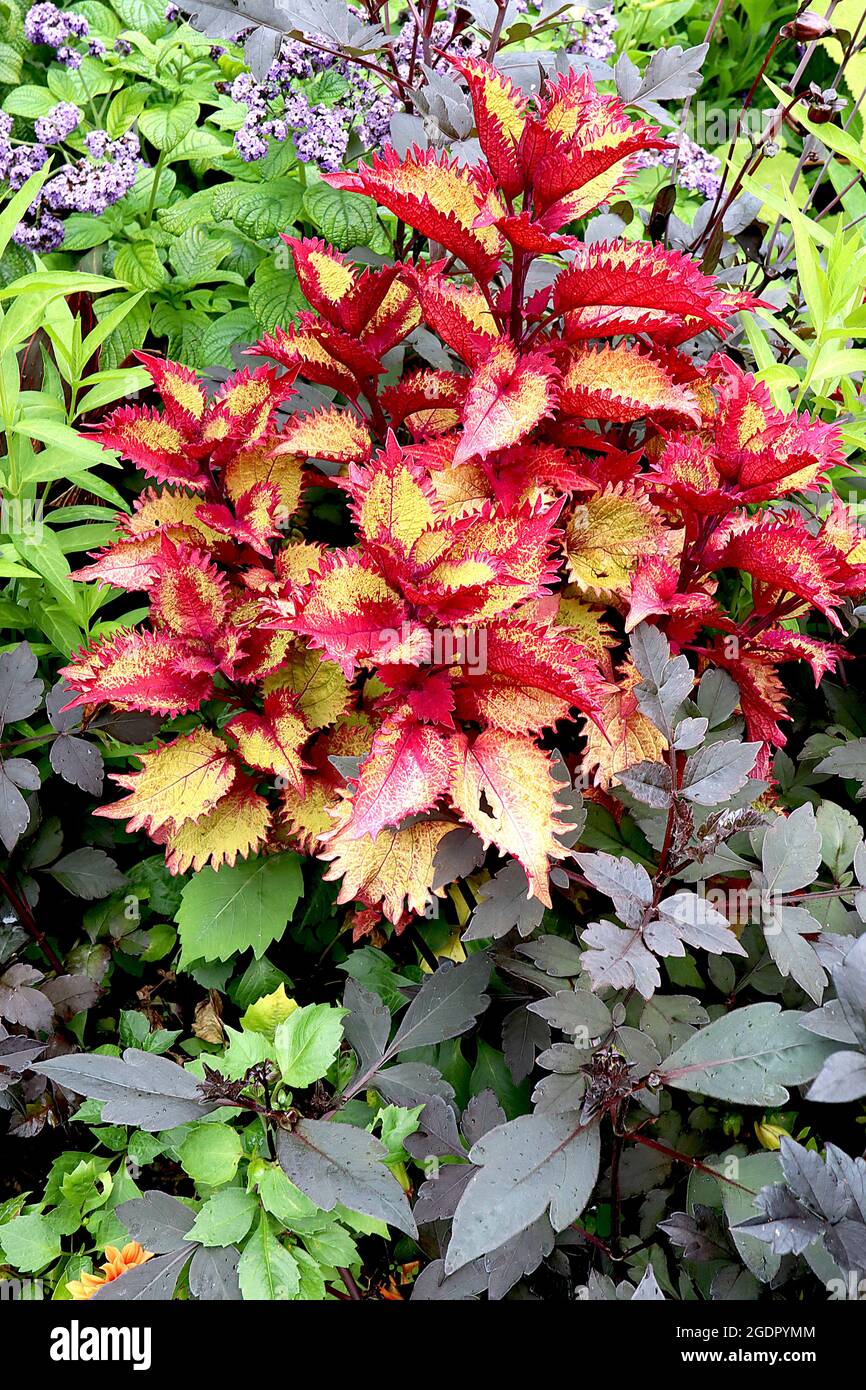 Coleus ‘Terra Nova Red Ripple’ Flammennessel Paisley Shawl – eiskultrige und unregelmäßig gefalbte gelbe Blätter mit roten Rändern und Unterseiten, Juli, Großbritannien Stockfoto