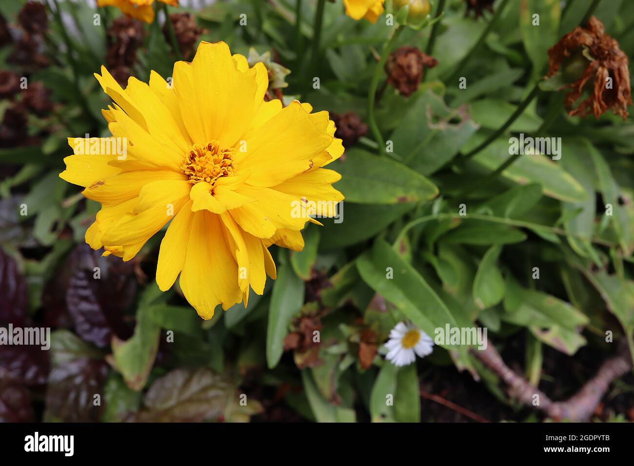 Coreopsis grandiflora ‘Double the Sun’ Tickseed Double the Sun - gelbe Blüten mit gelbem Zentrum und eingekerbten Blütenblättern, Juli, England, Großbritannien Stockfoto