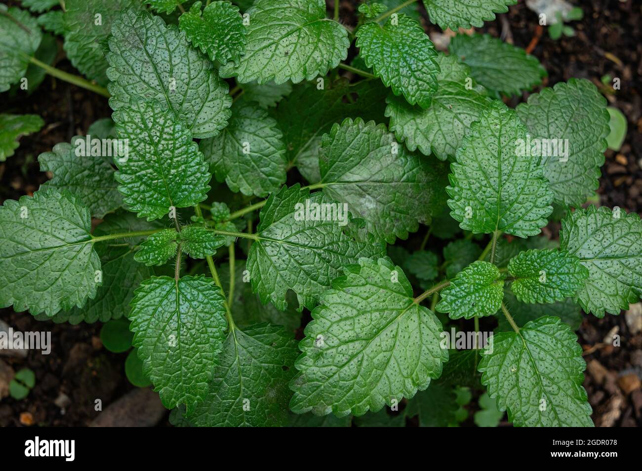 Nahaufnahme von einigen Zitronenmelisse-Blättern (Melissa officinalis - eine mehrjährige krautige Pflanze in der Familie der Minzen), die in einem Blumenbeet angebaut werden. Stockfoto