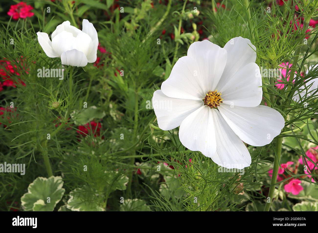 Cosmos bipinnatus ‘Purity’ weiße schalenförmige Blüten und federförmige Blätter, Juli, England, Großbritannien Stockfoto