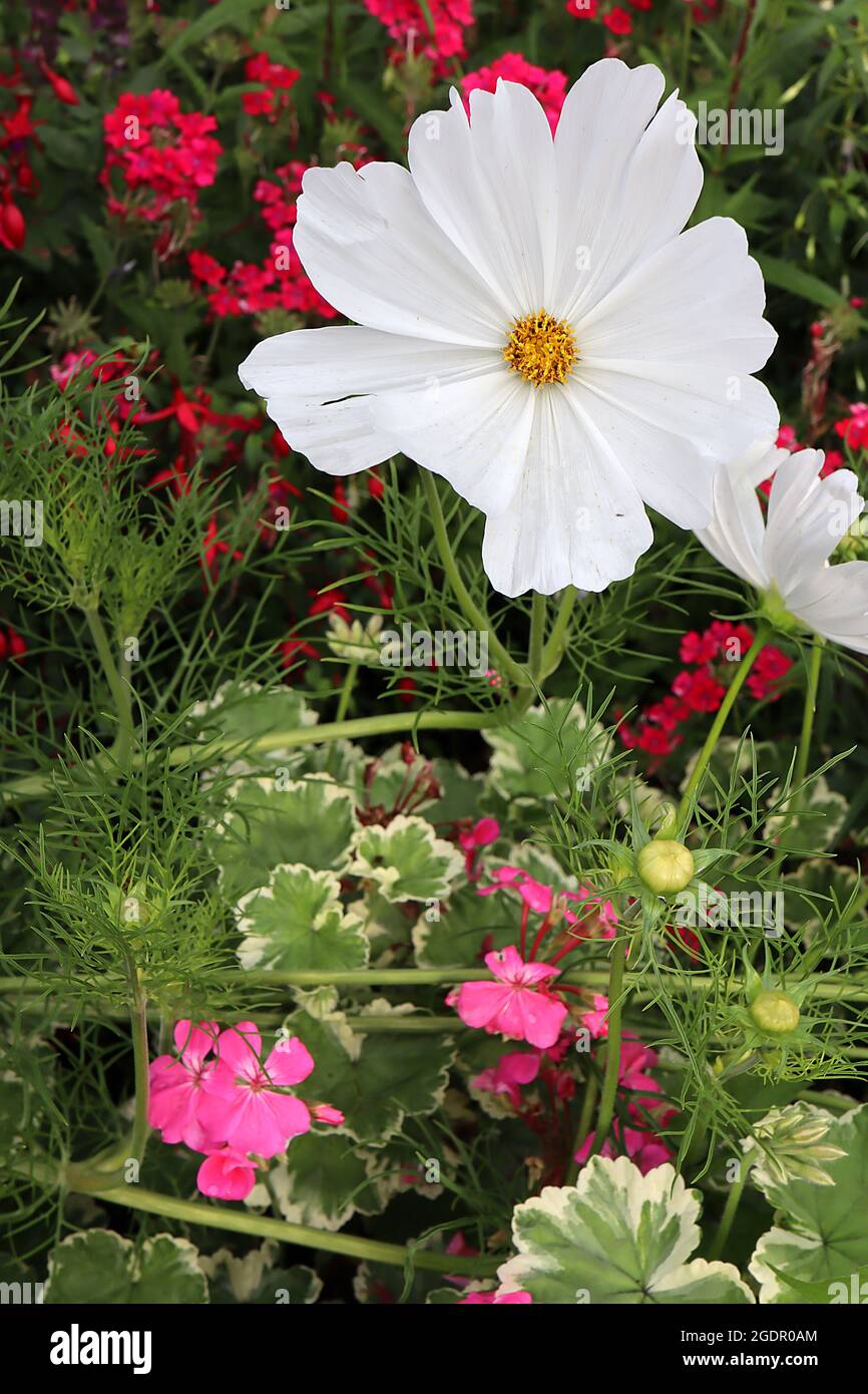 Cosmos bipinnatus ‘Purity’ weiße schalenförmige Blüten und federförmige Blätter, Juli, England, Großbritannien Stockfoto