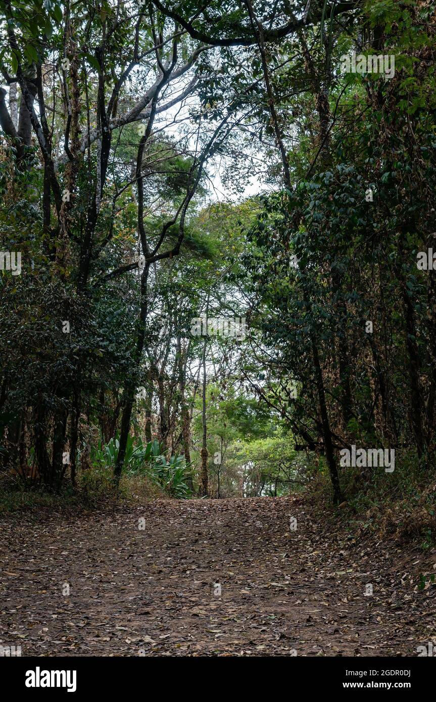 Abschnitt eines bergauf Schotterweg in der Mitte des Waldgarten Wanderweg von Minas Gerais Federal University botanischen Garten gefunden - UFMG. Stockfoto