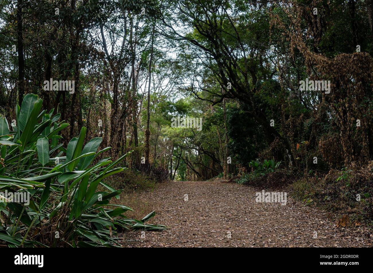 Abschnitt eines bergauf Schotterweg in der Mitte des Waldgarten Wanderweg von Minas Gerais Federal University botanischen Garten gefunden - UFMG. Stockfoto