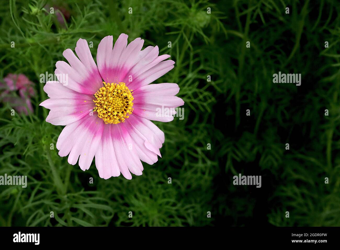 Cosmos bipinnatus ‘Pink Popsocks’ EINZELNE blassrosa schalenförmige Blüten mit dunkelrosa Halo und fedrigen Blättern, Juli, England, Großbritannien Stockfoto