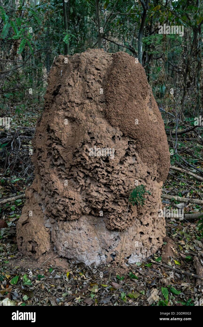 Ein riesiges Termitennest in der Mitte des Waldgarten Wanderweg von Minas Gerais Federal University botanischen Garten gefunden - UFMG. Stockfoto