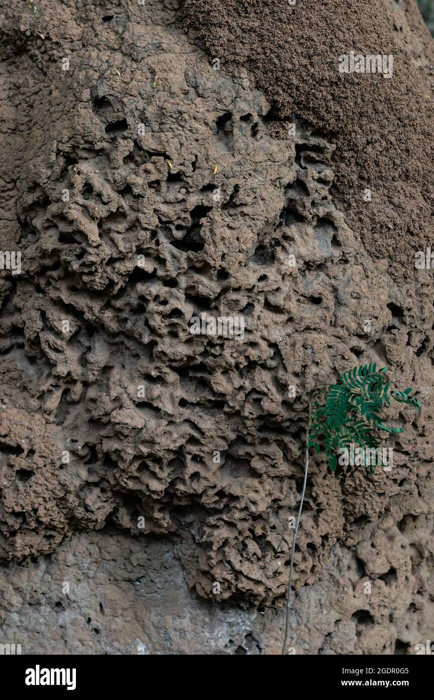 Nahaufnahme eines riesigen Termitennest in der Mitte des Waldgarten im östlichen Bereich von Belo Horizonte gefunden, Minas Gerais - Brasilien Stockfoto