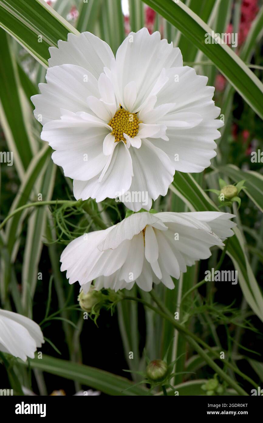 Cosmos bipinnatus ‘Psyche White’ zweifache weiße schalenförmige Blüten mit schlanken und breiten Blütenblättern, fedrige Blätter, Juli, England, Großbritannien Stockfoto