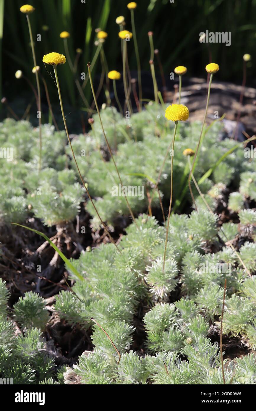 Cotula serica / Fallax Buttonweeds – einsame kleine knopfartige gelbe Blütenköpfe auf drahtige Stiele, silbergraues, federiges Laub, Juli, England, UK Stockfoto