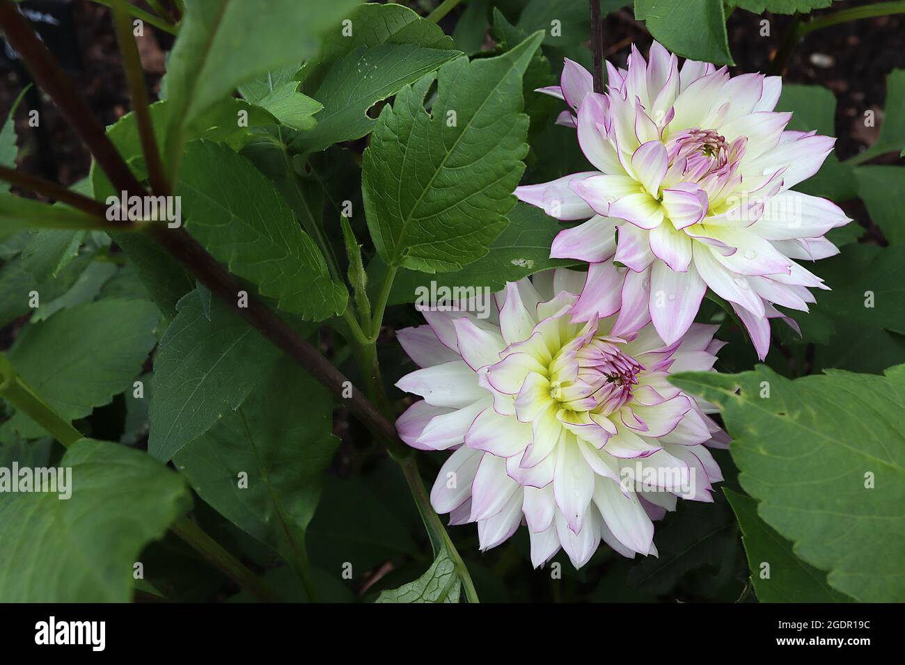 Dahlia ‘Crazy Love’ Decorative Dahlia Group 5 Weiße Blüten mit violettem Flush und umrissenen, purpurfarbenen Rändern, Juli, England, Großbritannien Stockfoto