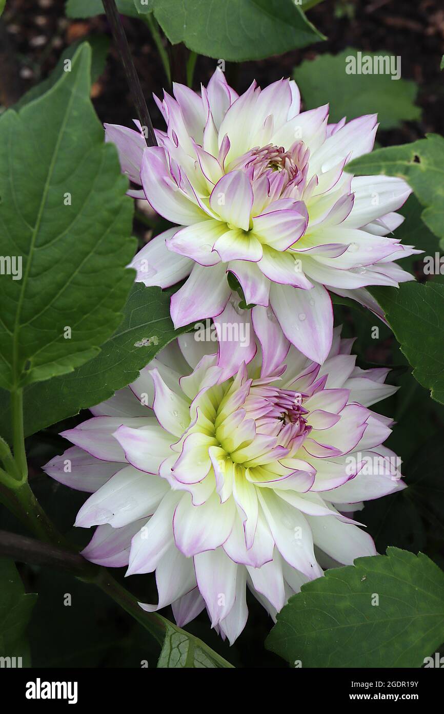 Dahlia ‘Crazy Love’ Decorative Dahlia Group 5 Weiße Blüten mit violettem Flush und umrissenen, purpurfarbenen Rändern, Juli, England, Großbritannien Stockfoto