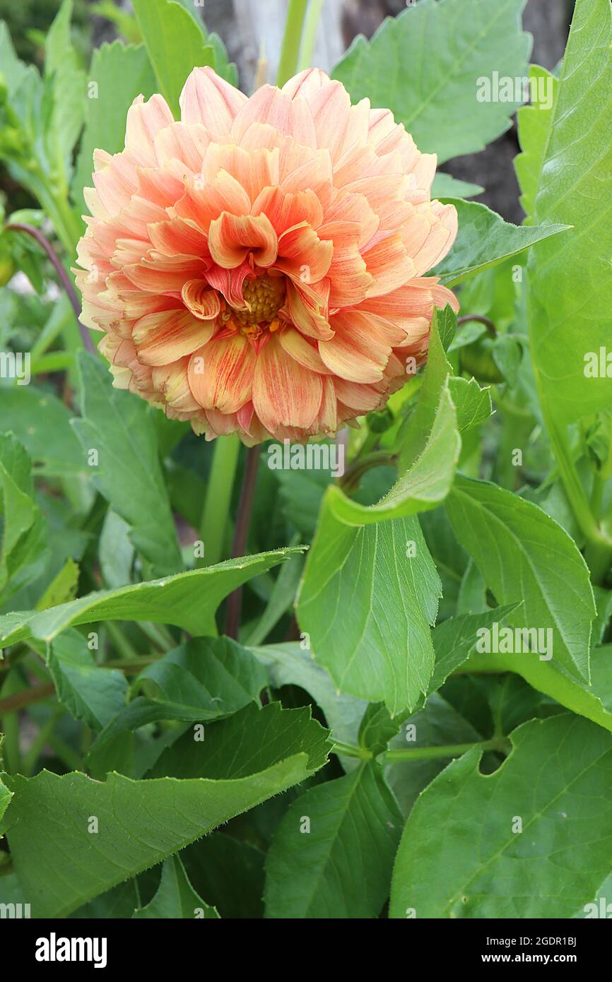Dahlia ‘Gardenetta Peach’ Decorative Dahlia Group 5 Pfirsichblüten mit gelben und rosafarbenen Reflexen, Juli, England, Großbritannien Stockfoto