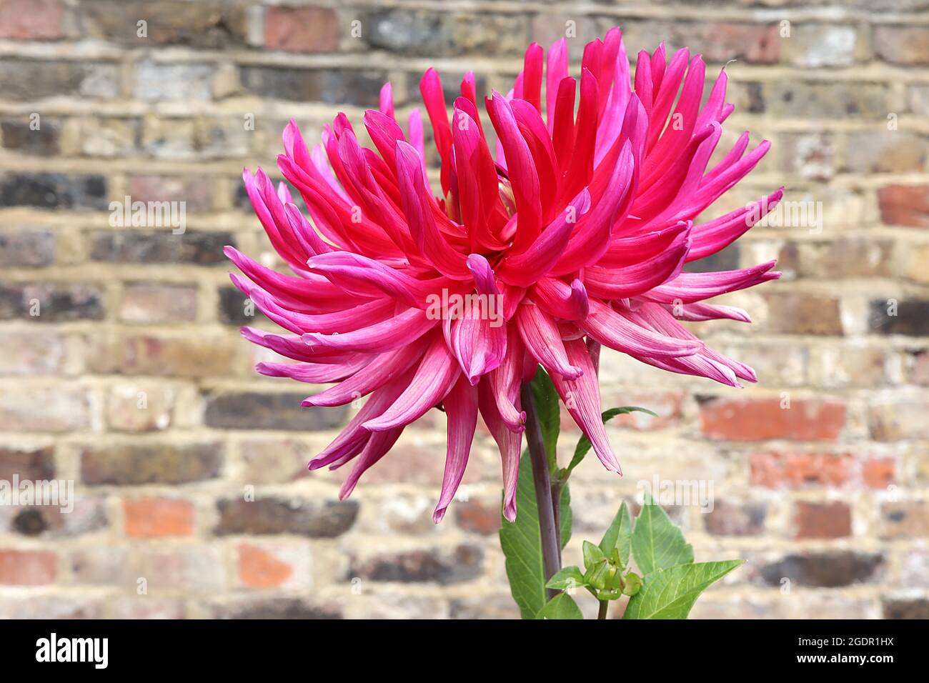 Dahlia ‘Purple Gem’ Semi-Kaktus Dahlia tubular magenta Flowers, Juli, England, UK Stockfoto