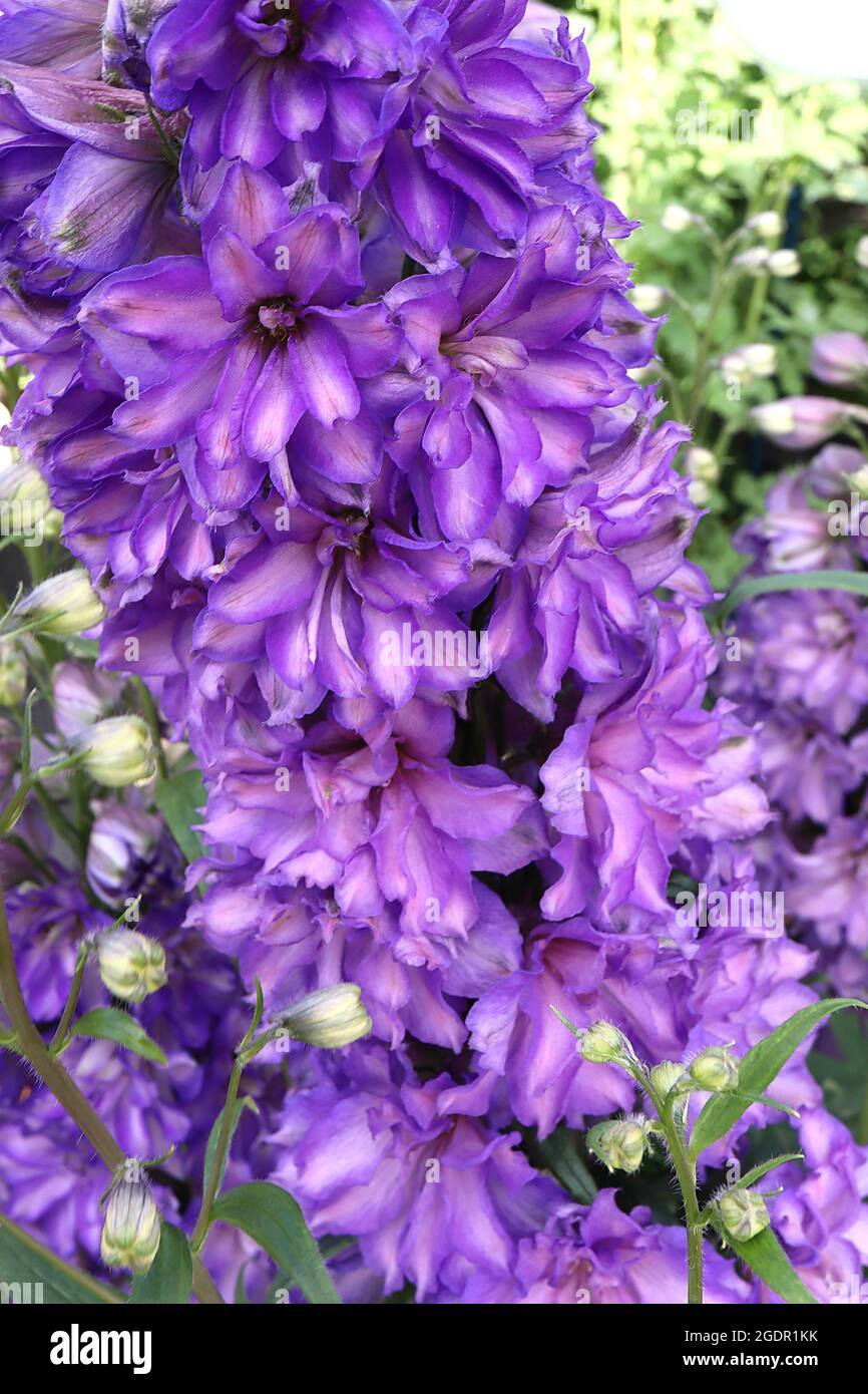 Delphinium ‘Delgenius Breezin’ Larkspur Breezin - aufrechte Trauben von doppelt violetten Blüten mit blassviolettem Wasch, Juli, England, Großbritannien Stockfoto