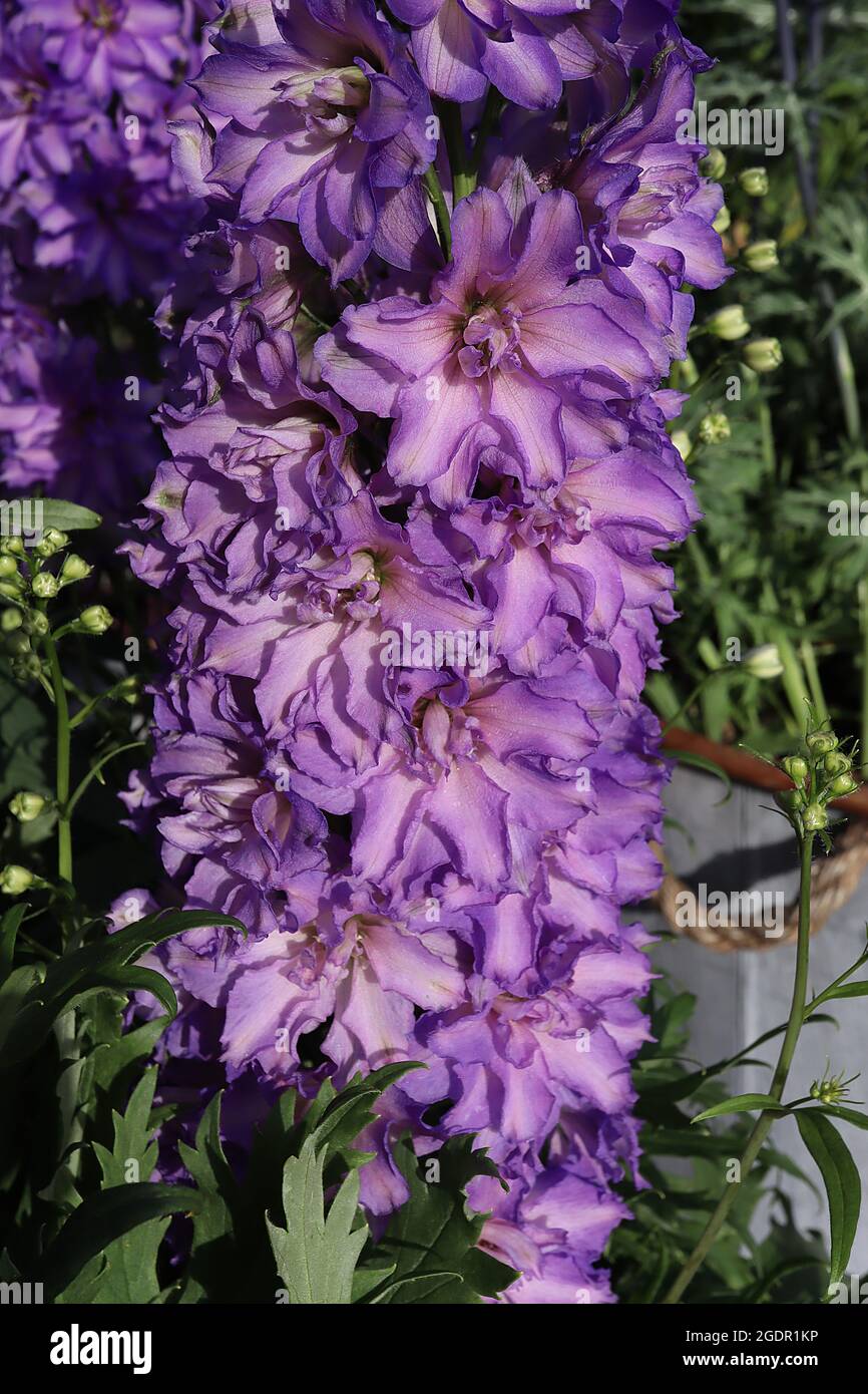 Delphinium ‘Delgenius Breezin’ Larkspur Breezin - aufrechte Trauben von doppelt violetten Blüten mit blassviolettem Wasch, Juli, England, Großbritannien Stockfoto