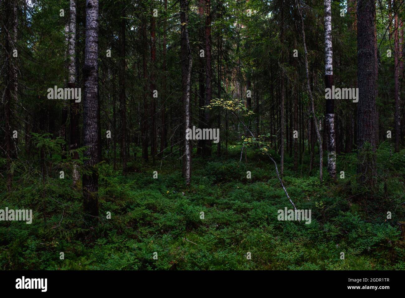 Waldlandschaften vor der Dämmerung. Die Dunkelheit sammelt sich bereits, aber das schwache Licht der untergehenden Sonne erhellt noch immer das Laub. Stockfoto