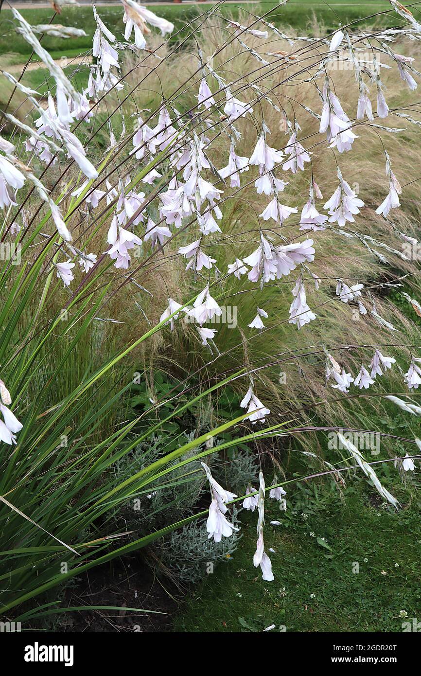 Dierama ‘Guinevere’ Angelrute Guinevere – gebogene Stiele aus weißen hängenden Blumen, Juli, England, Großbritannien Stockfoto