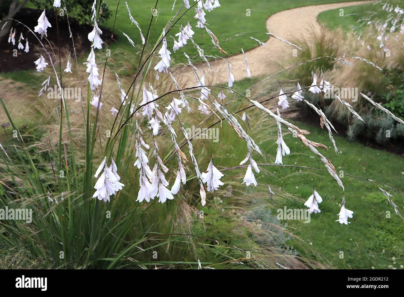 Dierama ‘Guinevere’ Angelrute Guinevere – gebogene Stiele aus weißen hängenden Blumen, Juli, England, Großbritannien Stockfoto