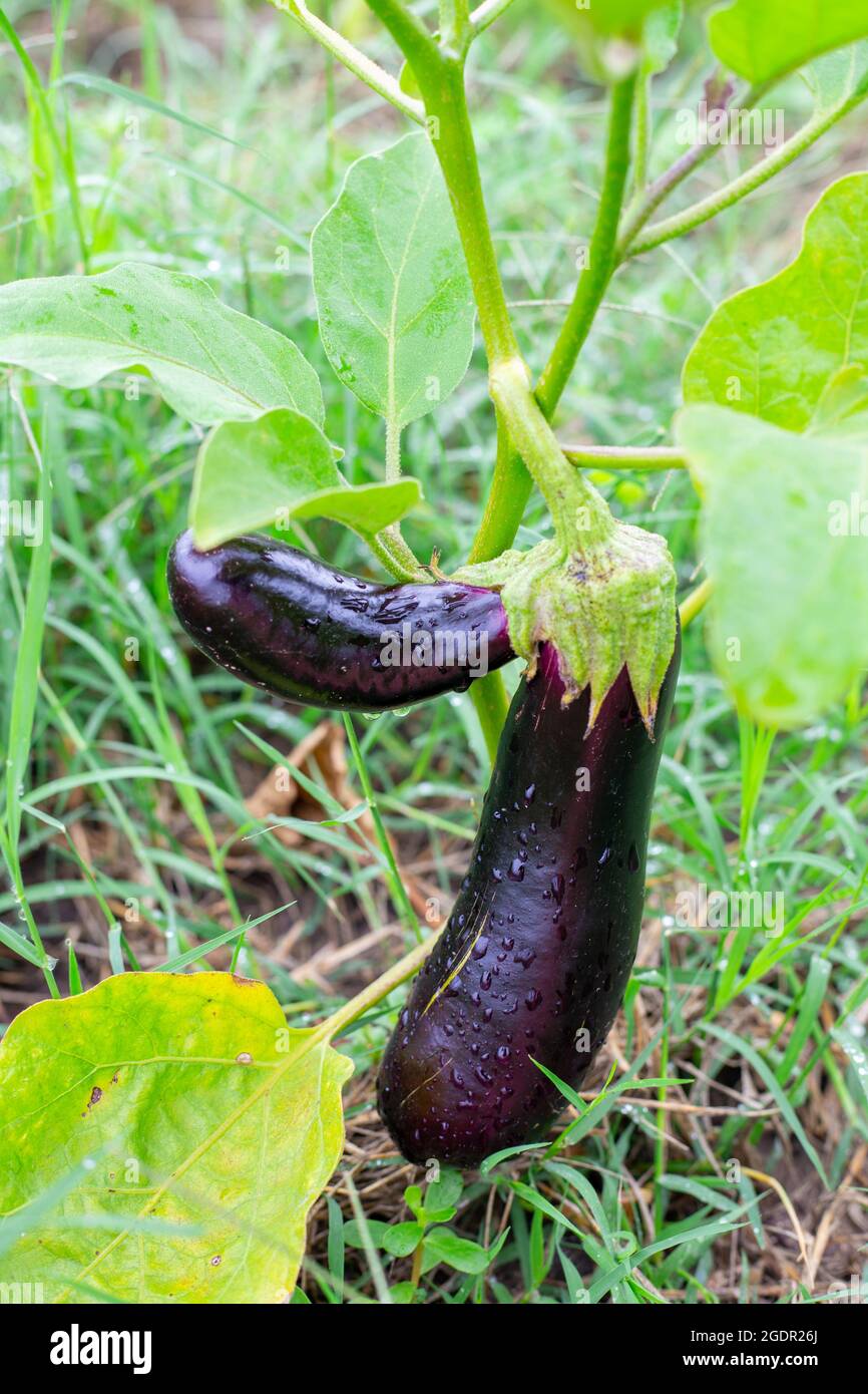 Auberginen auf einem Busch in einem Sommergarten wachsen. Zusammengesetzte Frucht, am Stiel verschmolzen. Stockfoto