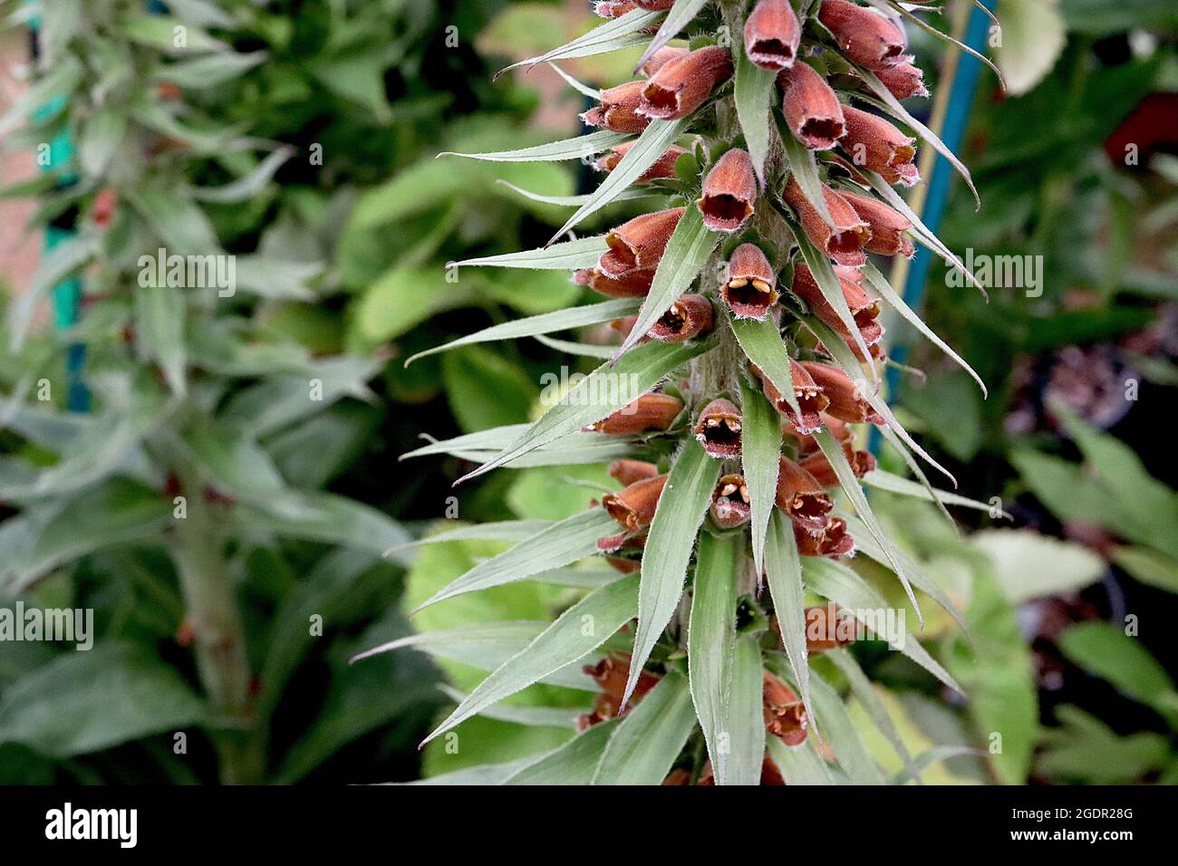 Digitalis parviflora kleinblühiger Fuchshandschuh – dichter Blütenstachel aus offenen glockenförmigen braunen orangen Blüten und lanzenförmigen Blättern, sehr dicke Stängel, Stockfoto