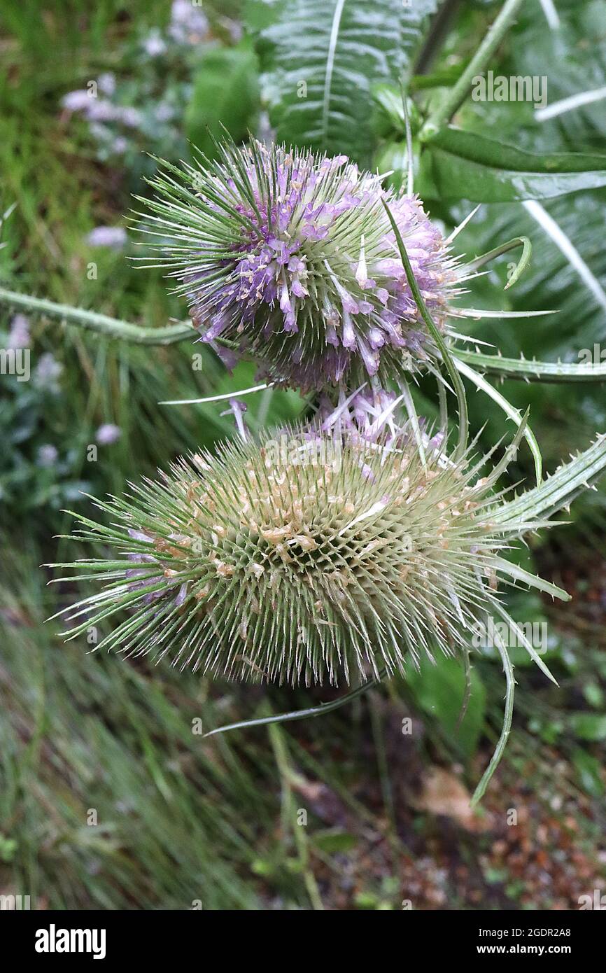 Dipsacus fullonum Fuller’s Teelöffel – eiförmige Brakte mit schlanken, röhrenförmigen Lavendelblüten, Juli, England, Großbritannien Stockfoto