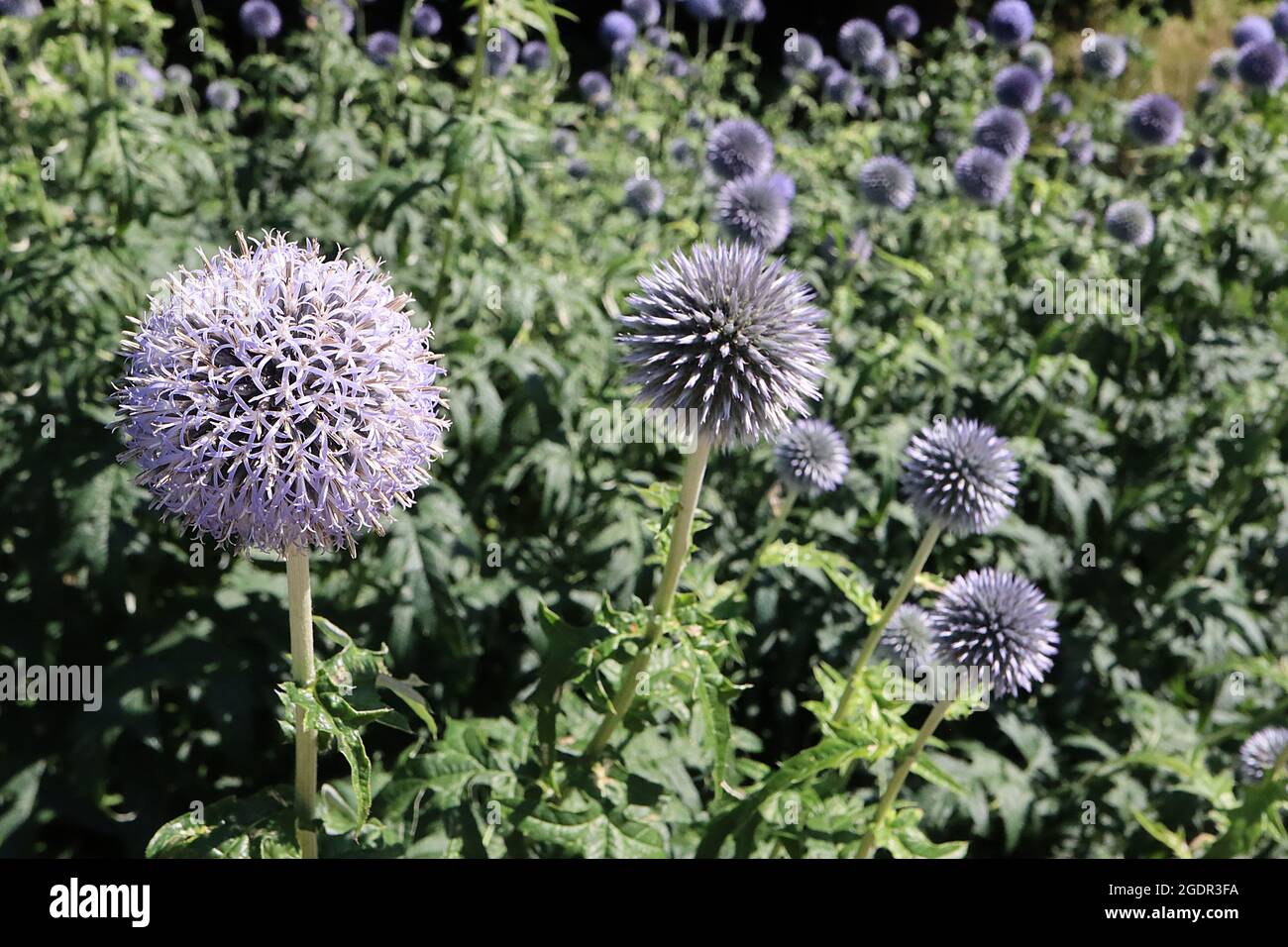 Echinops bannaticus ‘Taplow Blue’ Kugeldistel Taplow Blue - spiky mauve blue kugelförmige Blütenköpfe, Juli, England, UK Stockfoto