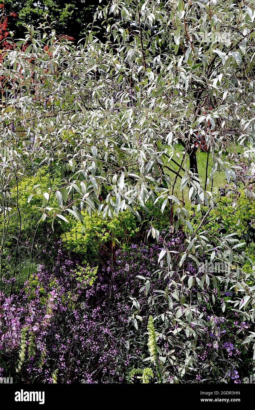 Elaeagnus angustifolia ‘Quicksilver’ Oleaster Quicksilver – silbergraue elliptische Blätter mit mittelgrünen Unterseiten, Juli, England, Großbritannien Stockfoto