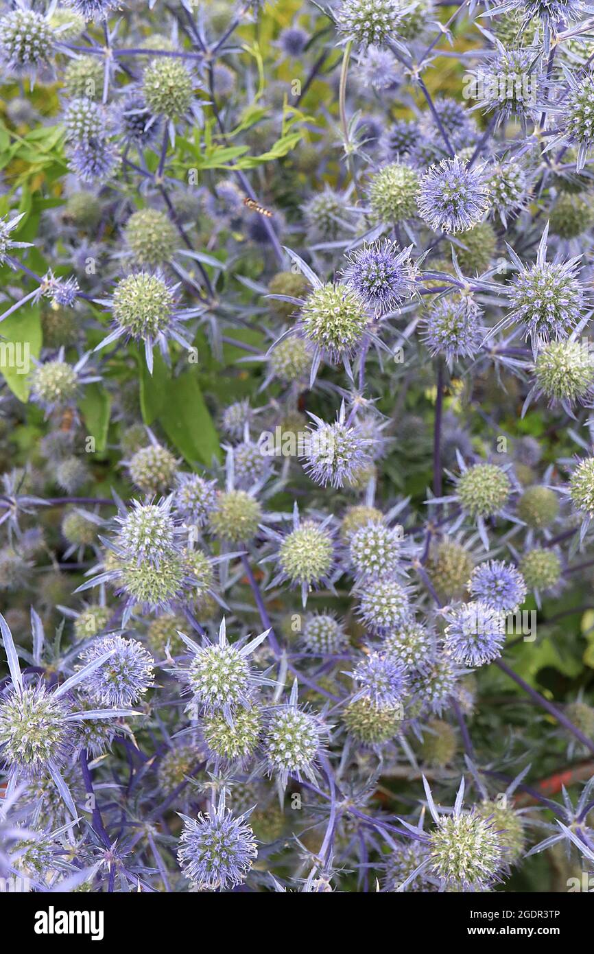 Eryngium planum ‘Blue Cap’ blue eryngo Blaukappe - kugelförmige Blütenköpfe auf kurzen, schlanken, blassen mauveblauen Deckblättern, Juli, England, Großbritannien Stockfoto