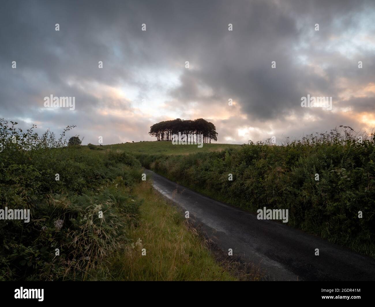 Eine Landstraße im Vordergrund, die am Sommerabend zu den „fast heimen“ Bäumen in Cornwall führt Stockfoto