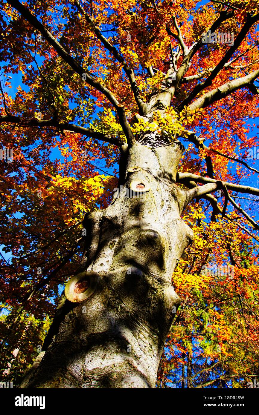 Herbst im Kurpark Turcianske Teplice in der Slowakei. Stockfoto
