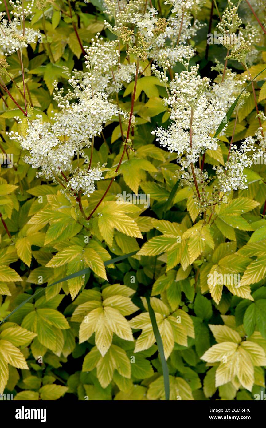 Filipendula ulmaria ‘Aurea’ Mädesüß Aurea – Trauben von winzigen weißen Blüten auf roten Stielen und grünen Goldblättern, Juli, England, Großbritannien Stockfoto