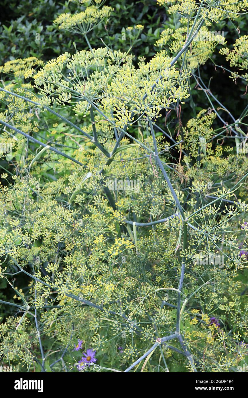 Foeniculum vulgare gewöhnliche Fenchel – Dolden aus winzigen gelben Blüten und graugrünen haarähnlichen Blättern an hohen dicken Stängeln, Juli, England, Großbritannien Stockfoto