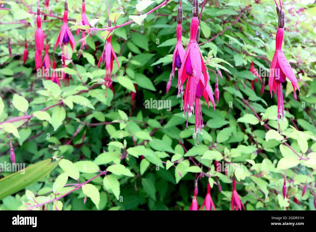 Fuchsia magellanica ‘Aurea’ tiefviolette Röhre, heruntergedrehte purpurrote Sepalen, Juli, England, Großbritannien Stockfoto