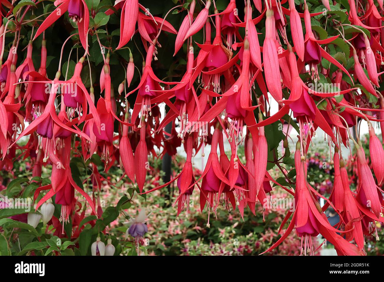 Fuchsia ‘Red Spider’ Pflaumenschlauch, lange, halbausgestellte rote Sepalen, Juli, England, Großbritannien Stockfoto