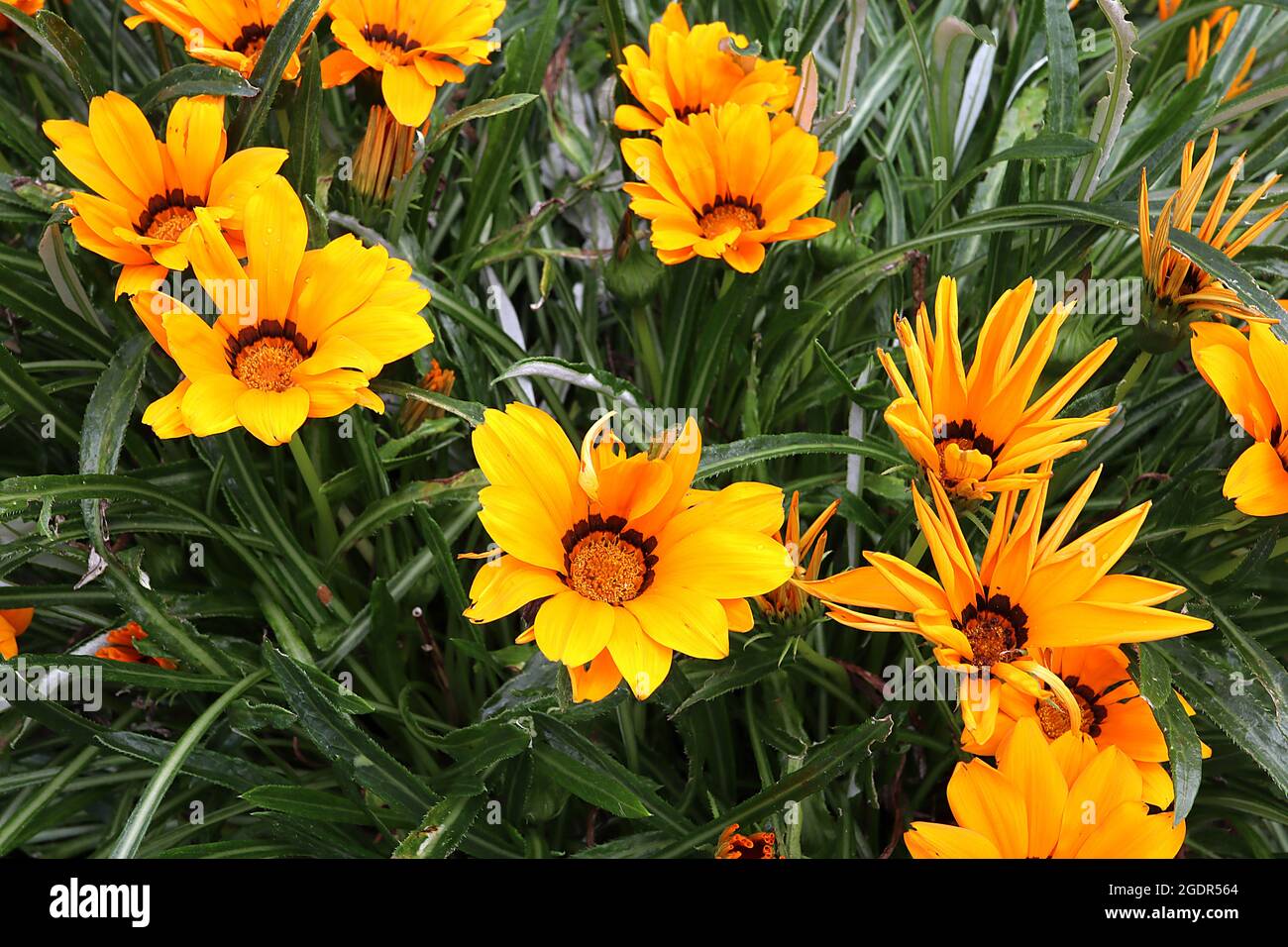 Gazania rigens ‘Daybreak Yellow’ Schatzblume Yellow - gelbe Schattierungen von Gänseblümchen-ähnlichen Blüten mit umgedrehten Blütenblättern und braunen Liguli, Juli, England, Stockfoto