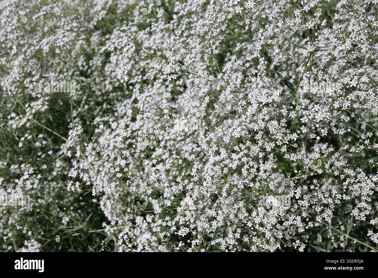 Gypsophila paniculata ‘Alba’ Baby’s Breath – wolkenartige Cluster aus winzigen weißen Blüten und graugrünen schmalen Blättern, Juli, England, Großbritannien Stockfoto