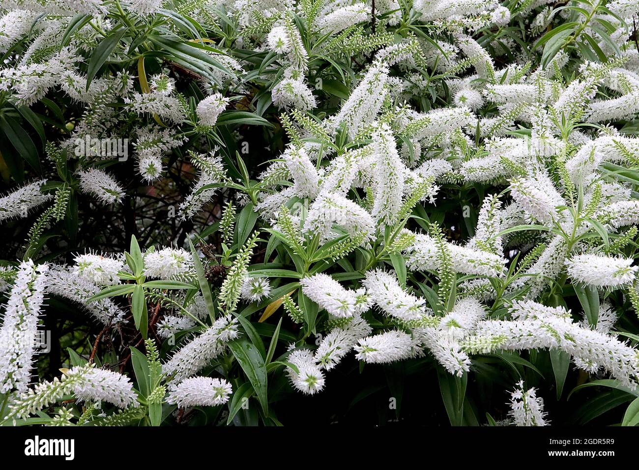 Hebe ‘White Wand’ Strauchwerk veronica White Wand - kurze Trauben aus weißen Blüten und glänzenden, lanzenförmigen Blättern, Juli, England, Großbritannien Stockfoto