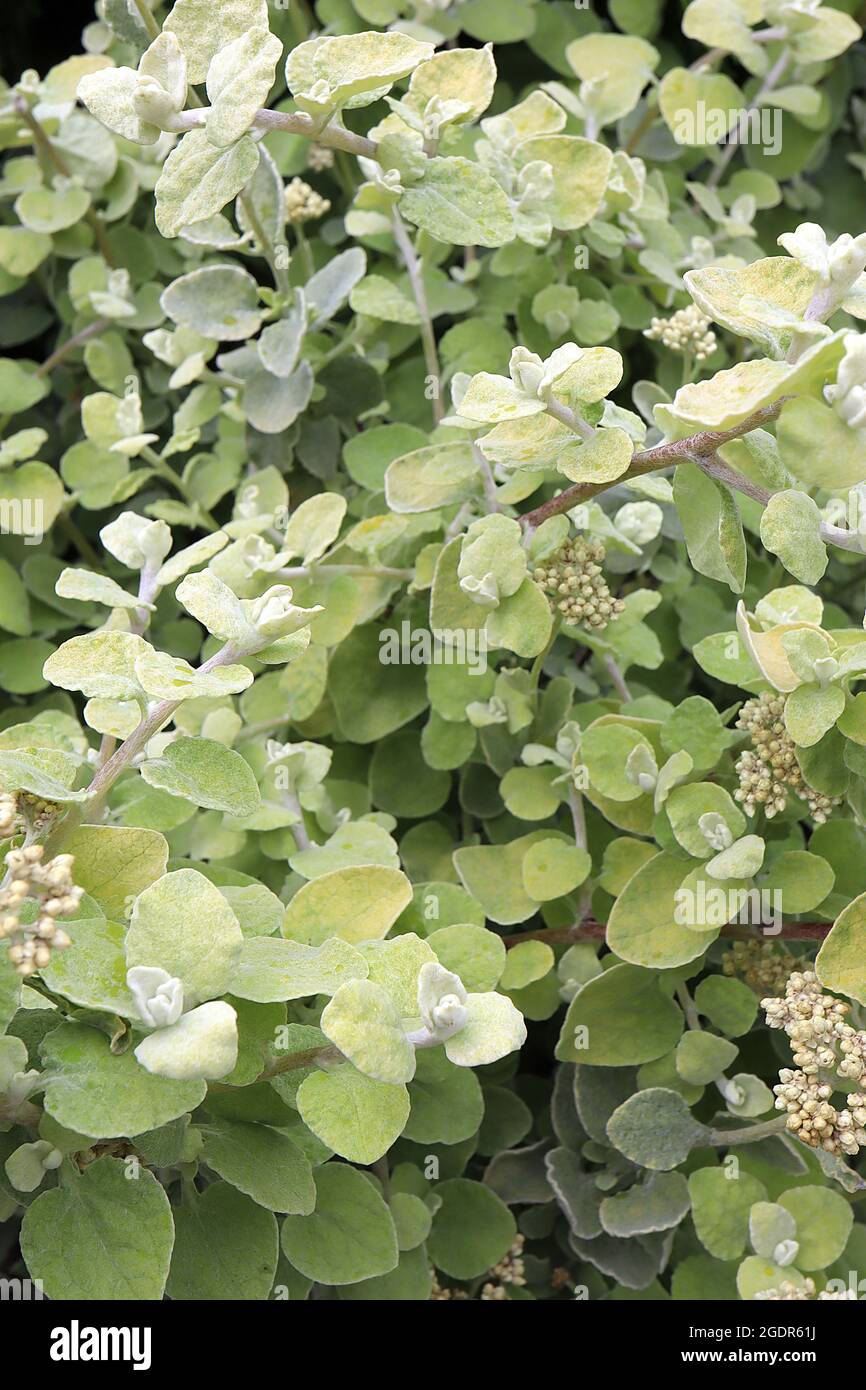 Helichrysum petiolare ‘„Limelight“-Lakritzpflanze im Rampenlicht – Blütenknospen und kleine runde, gelb-grüne Blätter an dicken Stielen, Juli, England, Stockfoto