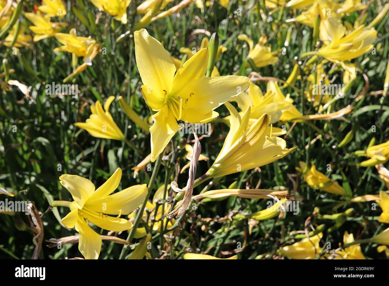 Hemerocallis lilioasphelodus gelbe Taglilie – trichterförmige gelbe Blüten mit leicht rekurvierten Blütenblättern, Juli, England, Großbritannien Stockfoto