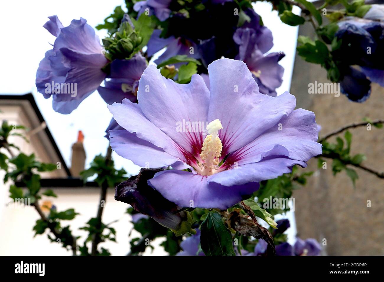Hibiscus syriacus ‘Blue Bird’ Tree hollyhock Blue Bird - große, trompetenförmige, malvenblaue Blüten mit magentafarbener Kehle, Juli, England, UK Stockfoto