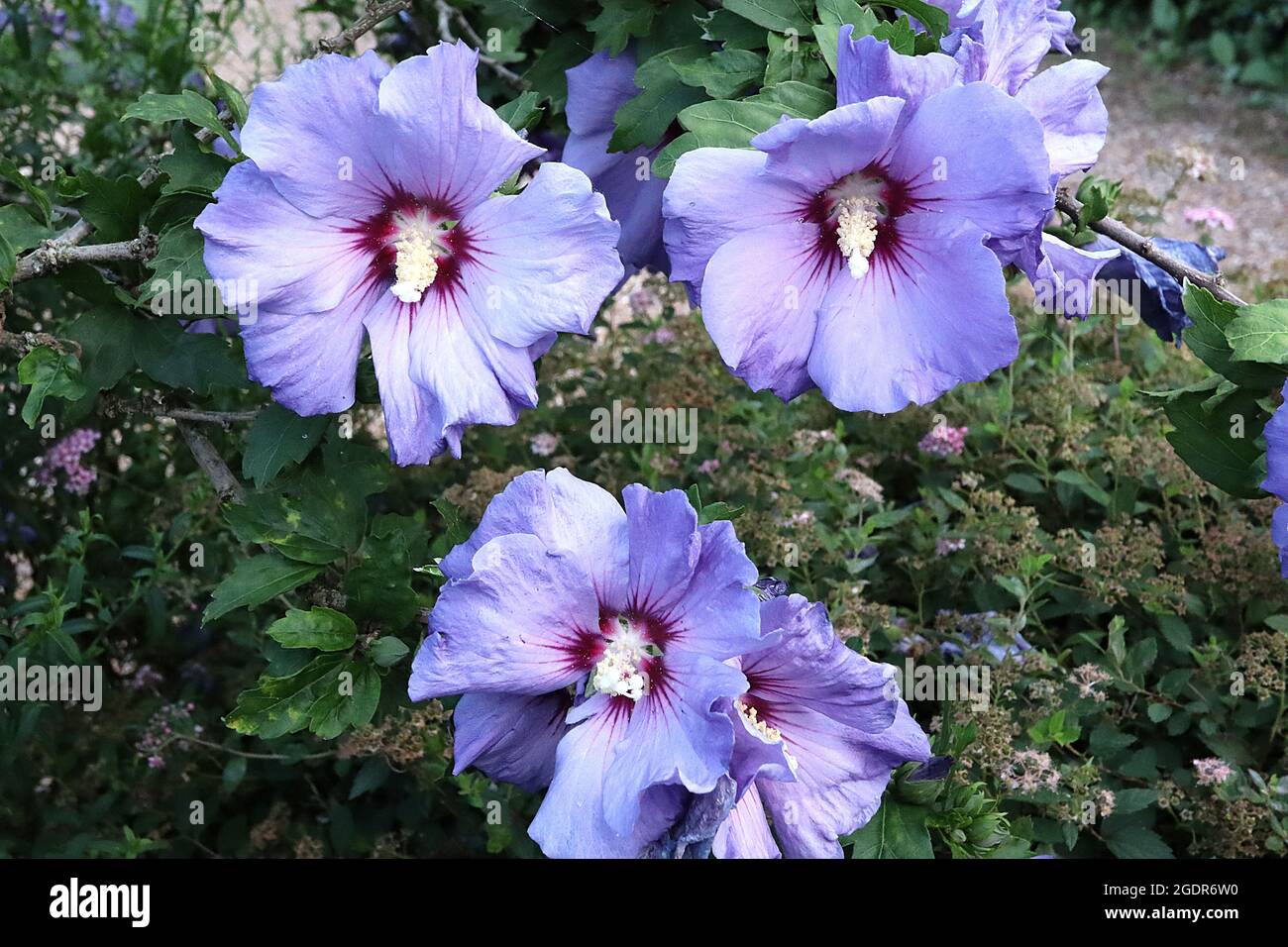 Hibiscus syriacus ‘Blue Bird’ Tree hollyhock Blue Bird - große, trompetenförmige, malvenblaue Blüten mit magentafarbener Kehle, Juli, England, UK Stockfoto